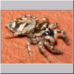 Salticus scenicus - Springspinne 04.jpg